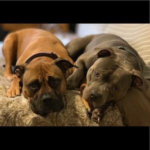 Meet your Posher, Dennis